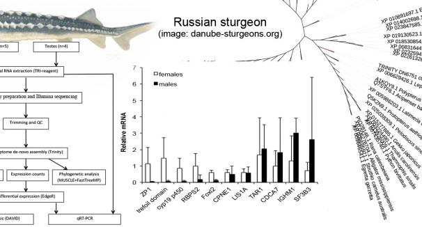 Sex-related gonadal gene expression differences in the Russian sturgeon